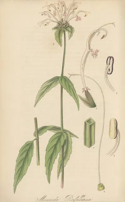 Monarda Russelliana by William Jackson Hooker, 1823 — digital art print download