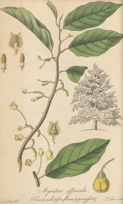 Myristica Officinalis by William Jackson Hooker, 1823 — digital art print download