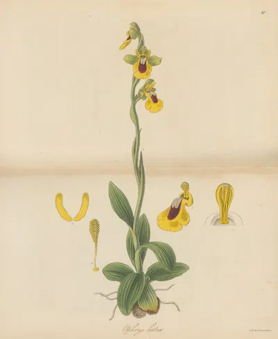 Ophrys lutea by William Jackson Hooker, 1823 — digital art print download