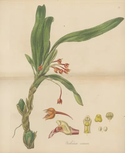 Ornithidium coccineum by William Jackson Hooker, 1823 — digital art print download
