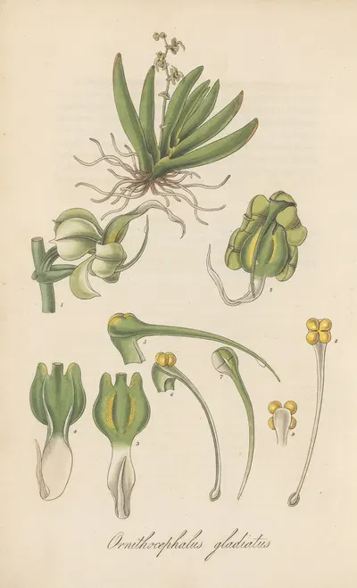 Ornithocephalus gladiatus by William Jackson Hooker, 1823 — digital art print download