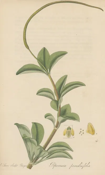 Peperomia pereskiaefolia by William Jackson Hooker, 1823 — digital art print download