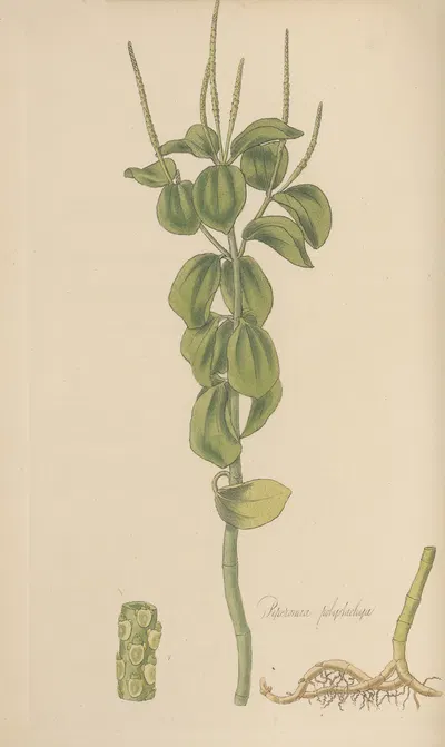 Peperomia polystachia by William Jackson Hooker, 1823 — digital art print download