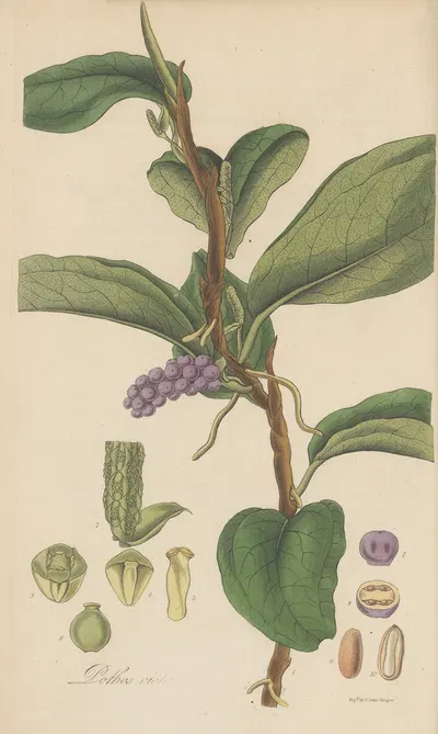 Pothos violacea by William Jackson Hooker, 1823 — digital art print download