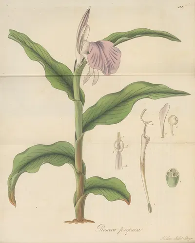 Roscoea purpurea by William Jackson Hooker, 1823 — digital art print download
