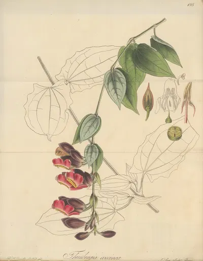 Thunbergia coccinea by William Jackson Hooker, 1823 — digital art print download