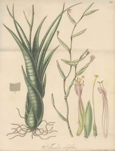 Tillandsia aloifolia by William Jackson Hooker, 1823 — digital art print download