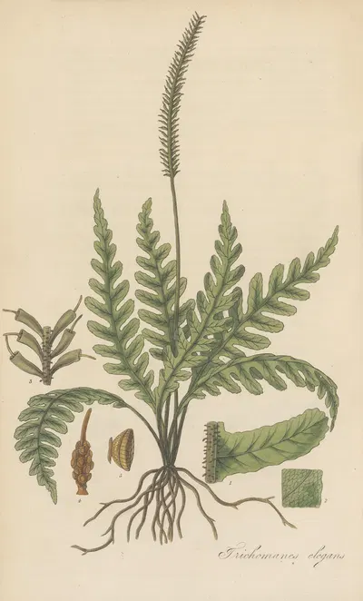 Trichomanes elegans by William Jackson Hooker, 1823 — digital art print download