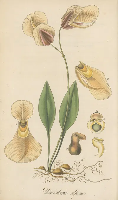 Utricularia alpina by William Jackson Hooker, 1823 — digital art print download