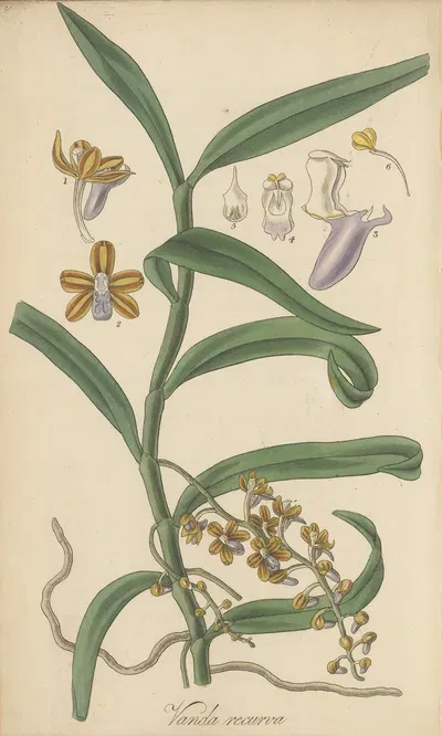 Vanda recurva by William Jackson Hooker, 1823 — digital art print download