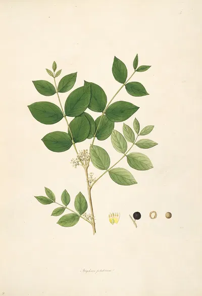 Plants of the coast of Coromandel Pl.005 by William Roxburgh, 1795-1819 — digital art print download