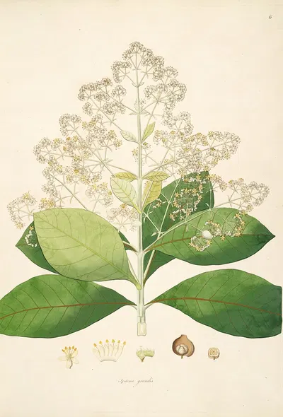 Plants of the coast of Coromandel Pl.006 by William Roxburgh, 1795-1819 — digital art print download