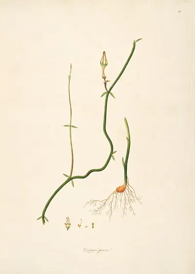 Plants of the coast of Coromandel Pl.010 by William Roxburgh, 1795-1819 — digital art print download
