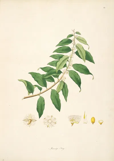 Plants of the coast of Coromandel Pl.014 by William Roxburgh, 1795-1819 — digital art print download