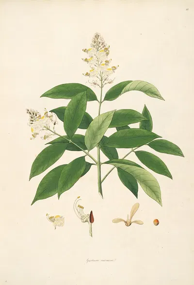 Plants of the coast of Coromandel Pl.018 by William Roxburgh, 1795-1819 — digital art print download