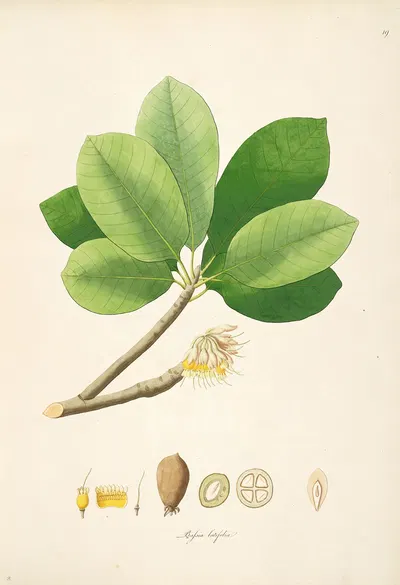 Plants of the coast of Coromandel Pl.019 by William Roxburgh, 1795-1819 — digital art print download