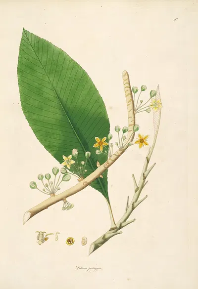 Plants of the coast of Coromandel Pl.020 by William Roxburgh, 1795-1819 — digital art print download