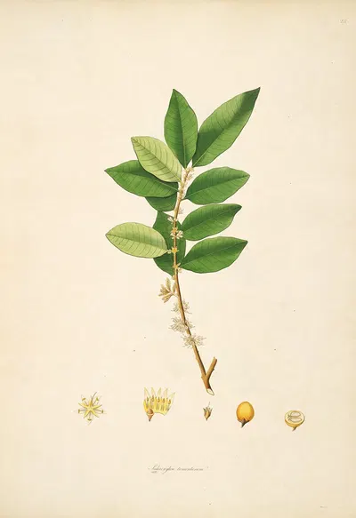 Plants of the coast of Coromandel Pl.028 by William Roxburgh, 1795-1819 — digital art print download