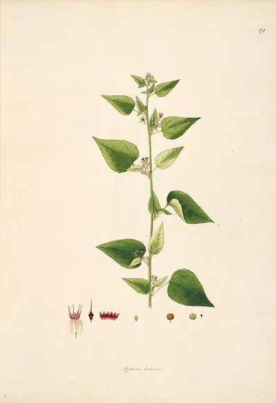 Plants of the coast of Coromandel Pl.029 by William Roxburgh, 1795-1819 — digital art print download