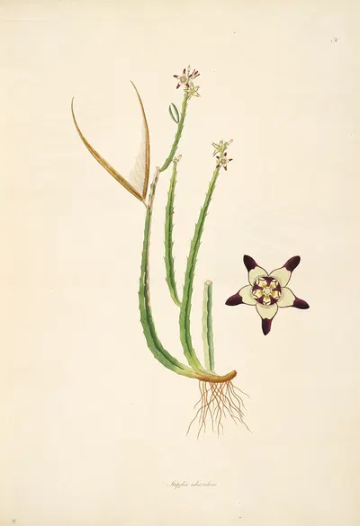Plants of the coast of Coromandel Pl.030 by William Roxburgh, 1795-1819 — digital art print download