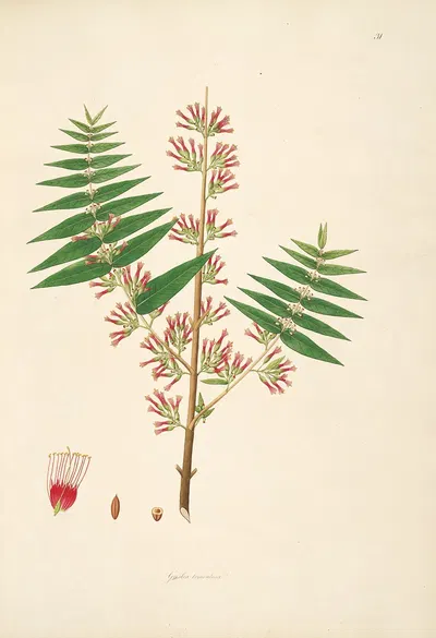 Plants of the coast of Coromandel Pl.031 by William Roxburgh, 1795-1819 — digital art print download