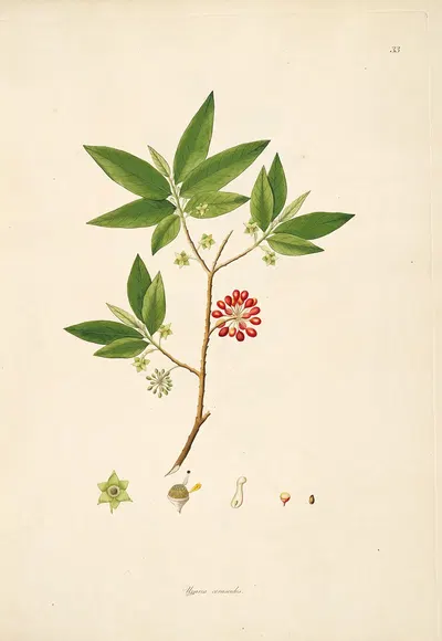 Plants of the coast of Coromandel Pl.033 by William Roxburgh, 1795-1819 — digital art print download