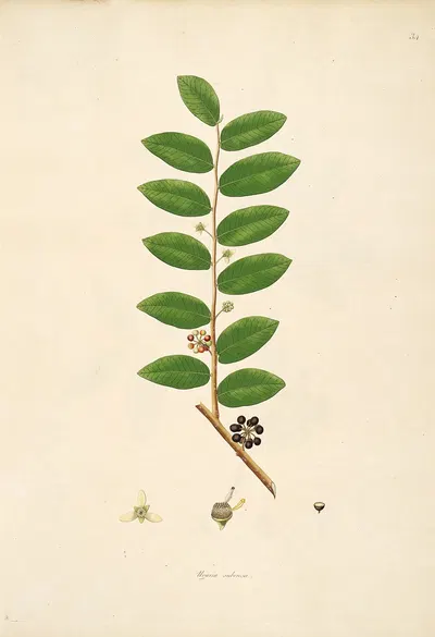 Plants of the coast of Coromandel Pl.034 by William Roxburgh, 1795-1819 — digital art print download