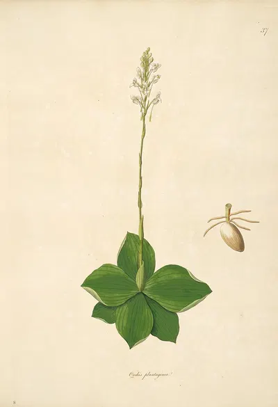 Plants of the coast of Coromandel Pl.037 by William Roxburgh, 1795-1819 — digital art print download