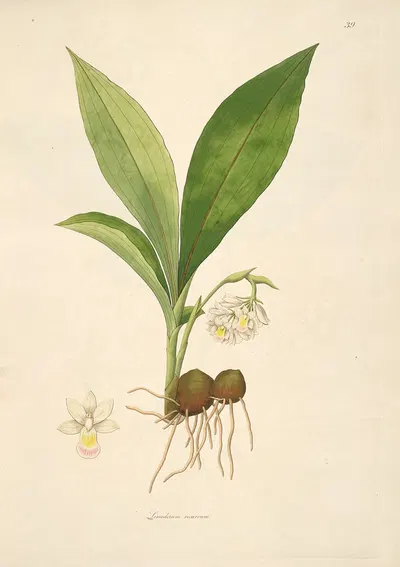 Plants of the coast of Coromandel Pl.039 by William Roxburgh, 1795-1819 — digital art print download