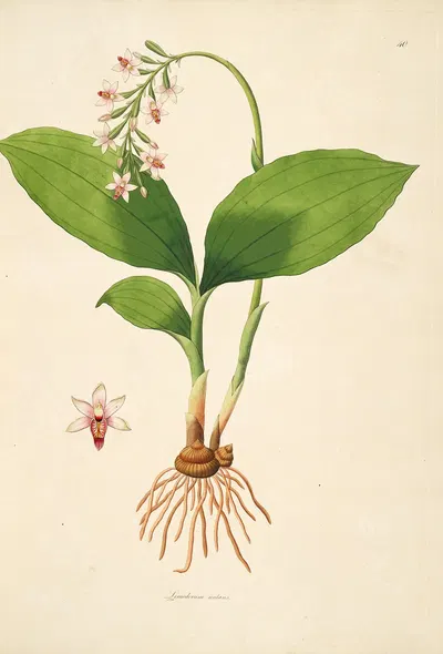 Plants of the coast of Coromandel Pl.040 by William Roxburgh, 1795-1819 — digital art print download