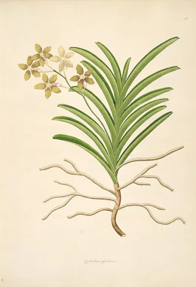 Plants of the coast of Coromandel Pl.042 by William Roxburgh, 1795-1819 — digital art print download