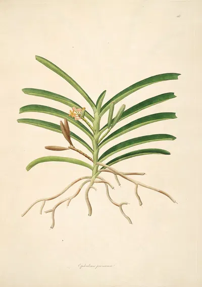 Plants of the coast of Coromandel Pl.043 by William Roxburgh, 1795-1819 — digital art print download