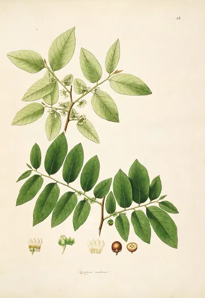 Plants of the coast of Coromandel Pl.048 by William Roxburgh, 1795-1819 — digital art print download