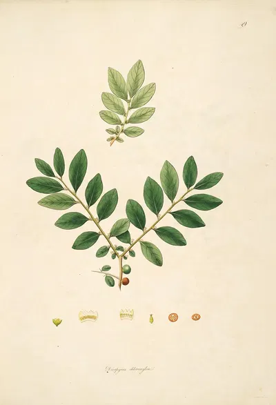 Plants of the coast of Coromandel Pl.049 by William Roxburgh, 1795-1819 — digital art print download