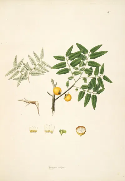 Plants of the coast of Coromandel Pl.050 by William Roxburgh, 1795-1819 — digital art print download