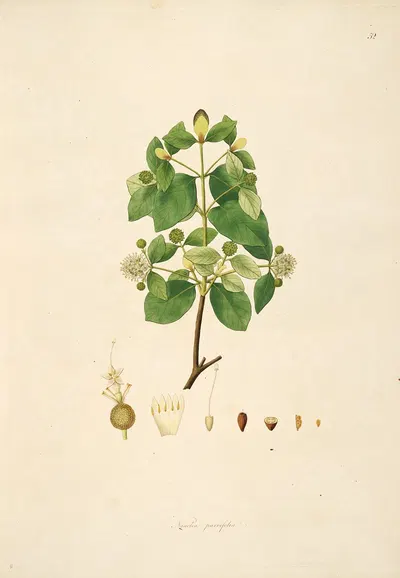 Plants of the coast of Coromandel Pl.052 by William Roxburgh, 1795-1819 — digital art print download