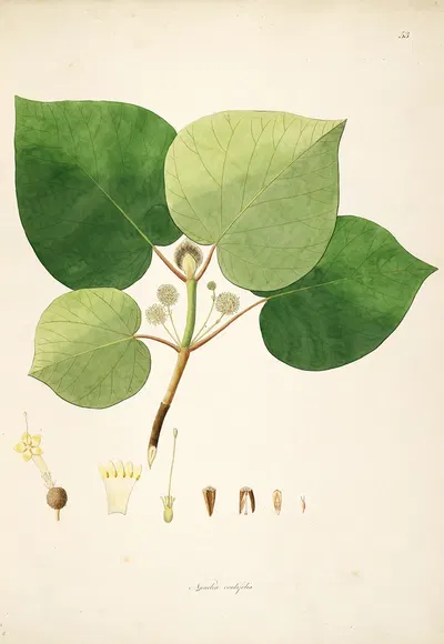Plants of the coast of Coromandel Pl.053 by William Roxburgh, 1795-1819 — digital art print download