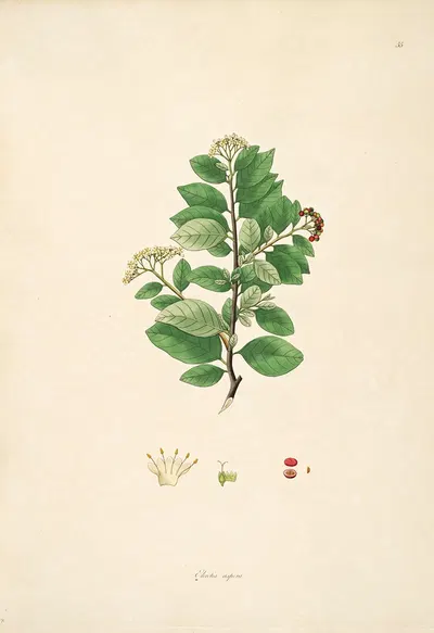 Plants of the coast of Coromandel Pl.055 by William Roxburgh, 1795-1819 — digital art print download