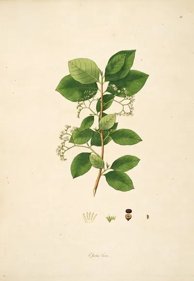 Plants of the coast of Coromandel Pl.056 by William Roxburgh, 1795-1819 — digital art print download