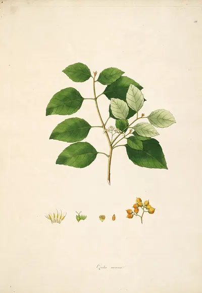 Plants of the coast of Coromandel Pl.058 by William Roxburgh, 1795-1819 — digital art print download