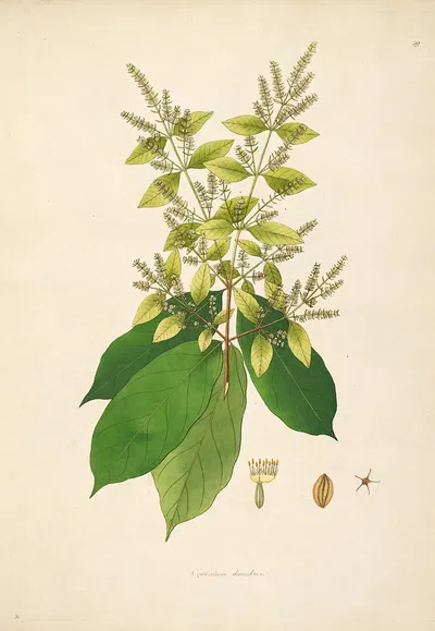 Plants of the coast of Coromandel Pl.059 by William Roxburgh, 1795-1819 — digital art print download