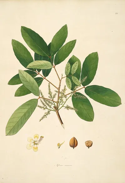 Plants of the coast of Coromandel Pl.060 by William Roxburgh, 1795-1819 — digital art print download