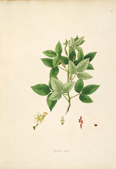 Plants of the coast of Coromandel Pl.061 by William Roxburgh, 1795-1819 — digital art print download