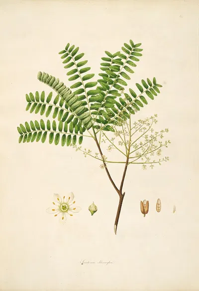 Plants of the coast of Coromandel Pl.064 by William Roxburgh, 1795-1819 — digital art print download