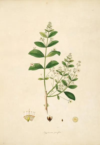 Plants of the coast of Coromandel Pl.066 by William Roxburgh, 1795-1819 — digital art print download
