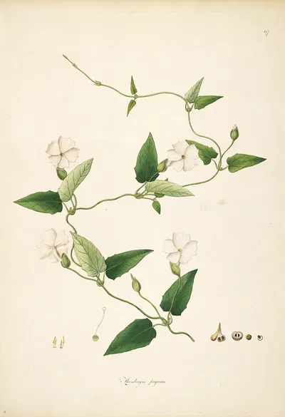 Plants of the coast of Coromandel Pl.067 by William Roxburgh, 1795-1819 — digital art print download