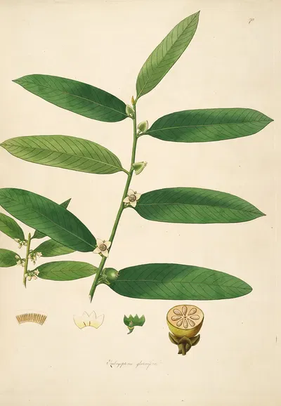 Plants of the coast of Coromandel Pl.070 by William Roxburgh, 1795-1819 — digital art print download