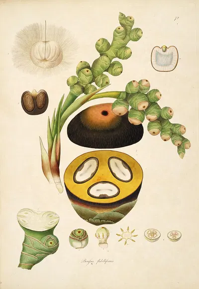 Plants of the coast of Coromandel Pl.072 by William Roxburgh, 1795-1819 — digital art print download