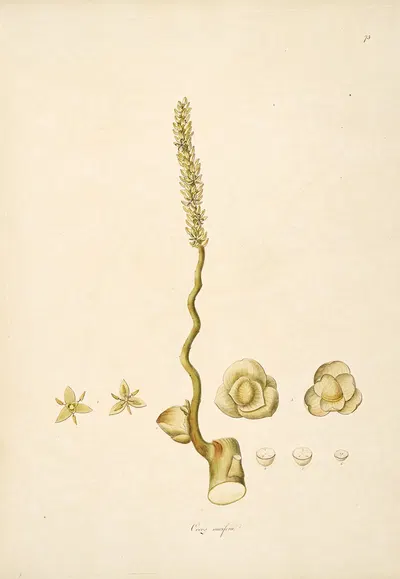 Plants of the coast of Coromandel Pl.073 by William Roxburgh, 1795-1819 — digital art print download