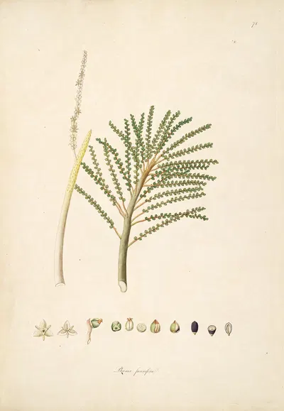 Plants of the coast of Coromandel Pl.074 by William Roxburgh, 1795-1819 — digital art print download